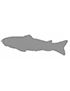 Swimbaits